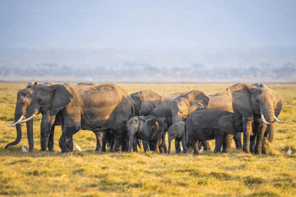 A herd of elephants of multi-generations walking through the African Safari. 